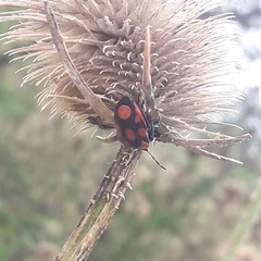 Stiretrus decastigmus