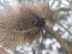 Stiretrus decastigmus
