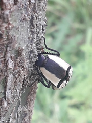 Chalcolepidius limbatus