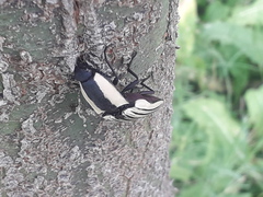 Chalcolepidius limbatus