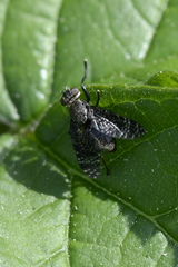 Platystoma