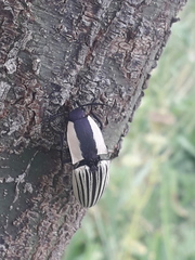 Chalcolepidius limbatus