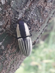 Chalcolepidius limbatus
