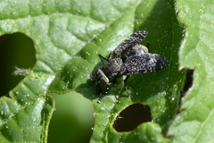 Platystoma