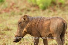 Phacochoerus africanus