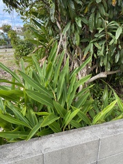 Alpinia zerumbet
