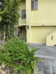 Alpinia zerumbet