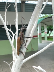 Enoplocerus