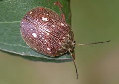 Paropsis geographica