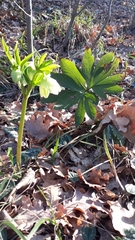 Helleborus viridis viridis