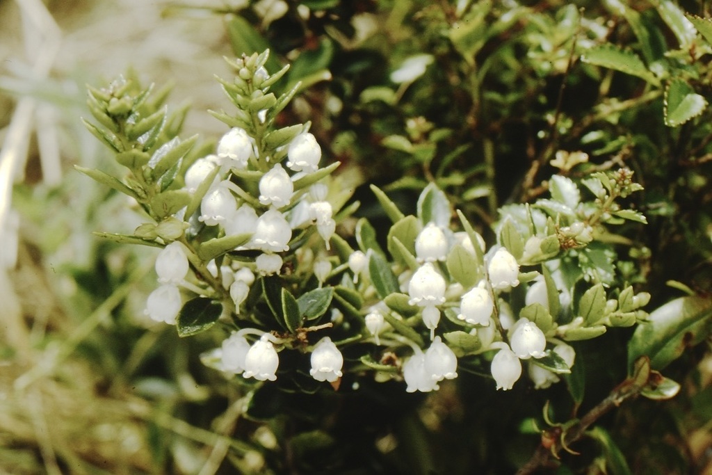 Gaultheria racemulosa