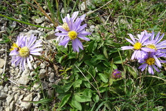Aster willkommii