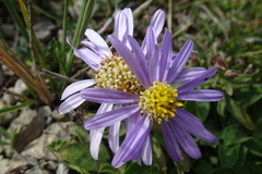 Aster willkommii