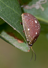 Paropsis geographica