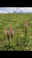 Disa cooperi