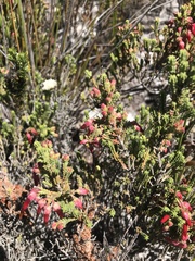 Erica monadelphia
