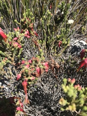Erica monadelphia