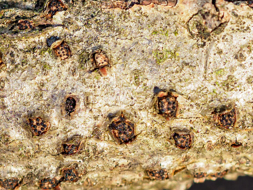 Representative image of Diatrypella quercina