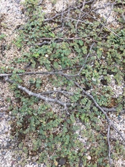 Euphorbia amplexicaulis