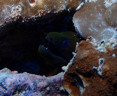 Gymnothorax undulatus