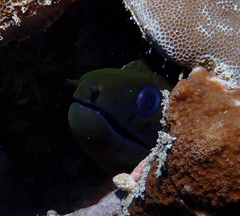 Gymnothorax undulatus