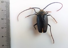 Acalodegma servillei