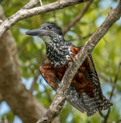 Giant Kingfisher photo 5