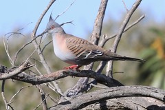Ocyphaps lophotes whitlocki