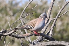 Ocyphaps lophotes whitlocki