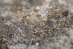 Lecanora polytropa