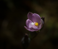 Thelymitra tholiformis