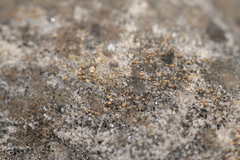 Lecanora polytropa