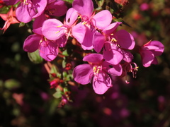 Heterocentron elegans