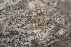Lecanora polytropa