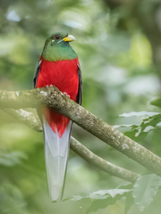 Narina Trogon photo 4