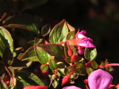 Heterocentron elegans