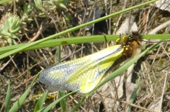 Libelloides coccajus