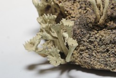 Cladonia sulphurina