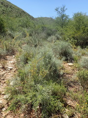 Atriplex vestita