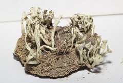 Cladonia sulphurina