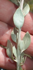 Atriplex vestita