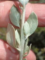 Atriplex vestita