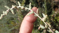 Atriplex vestita