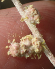 Atriplex vestita