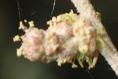 Atriplex vestita