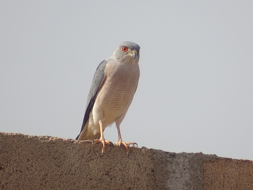 Shikra