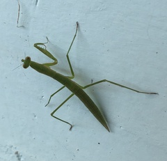 Eumusonia