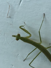 Eumusonia