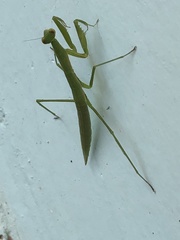 Eumusonia