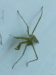 Eumusonia